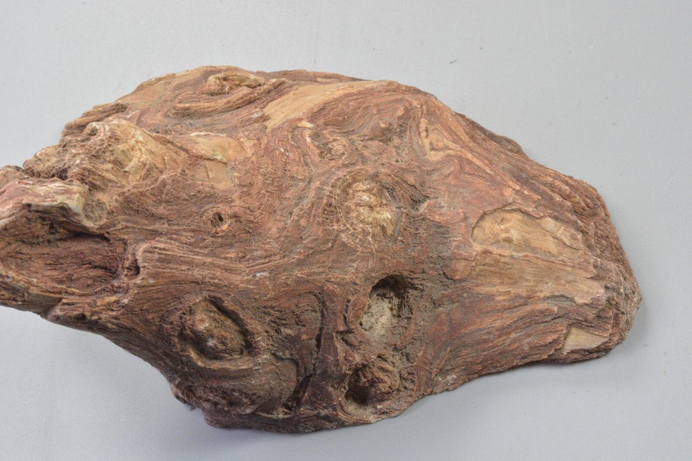 Petrified Wood, knots, Oregon