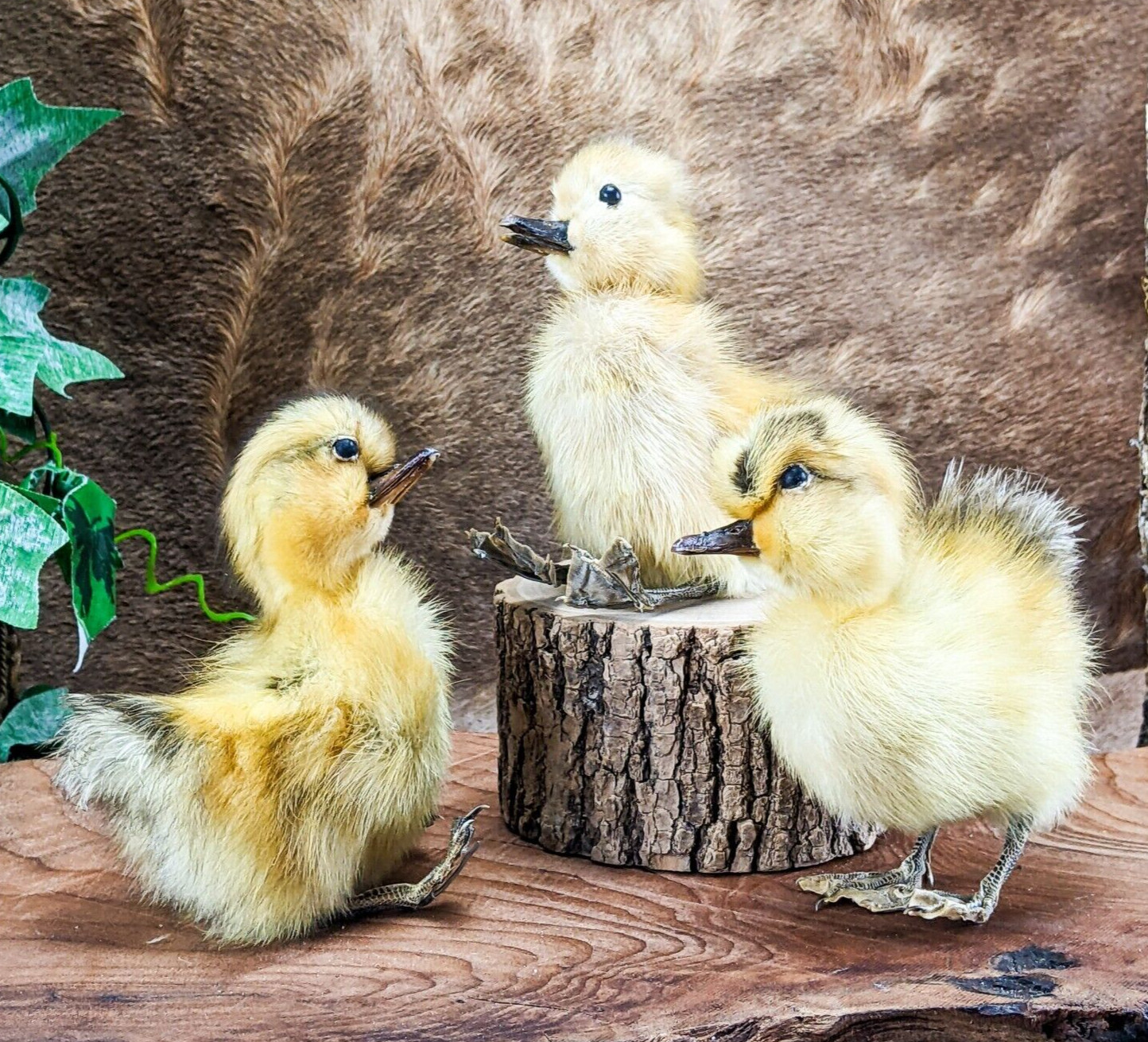 Domestic Duck Duckling taxidermy Collectible Species: A Platyrhynchos domesticus