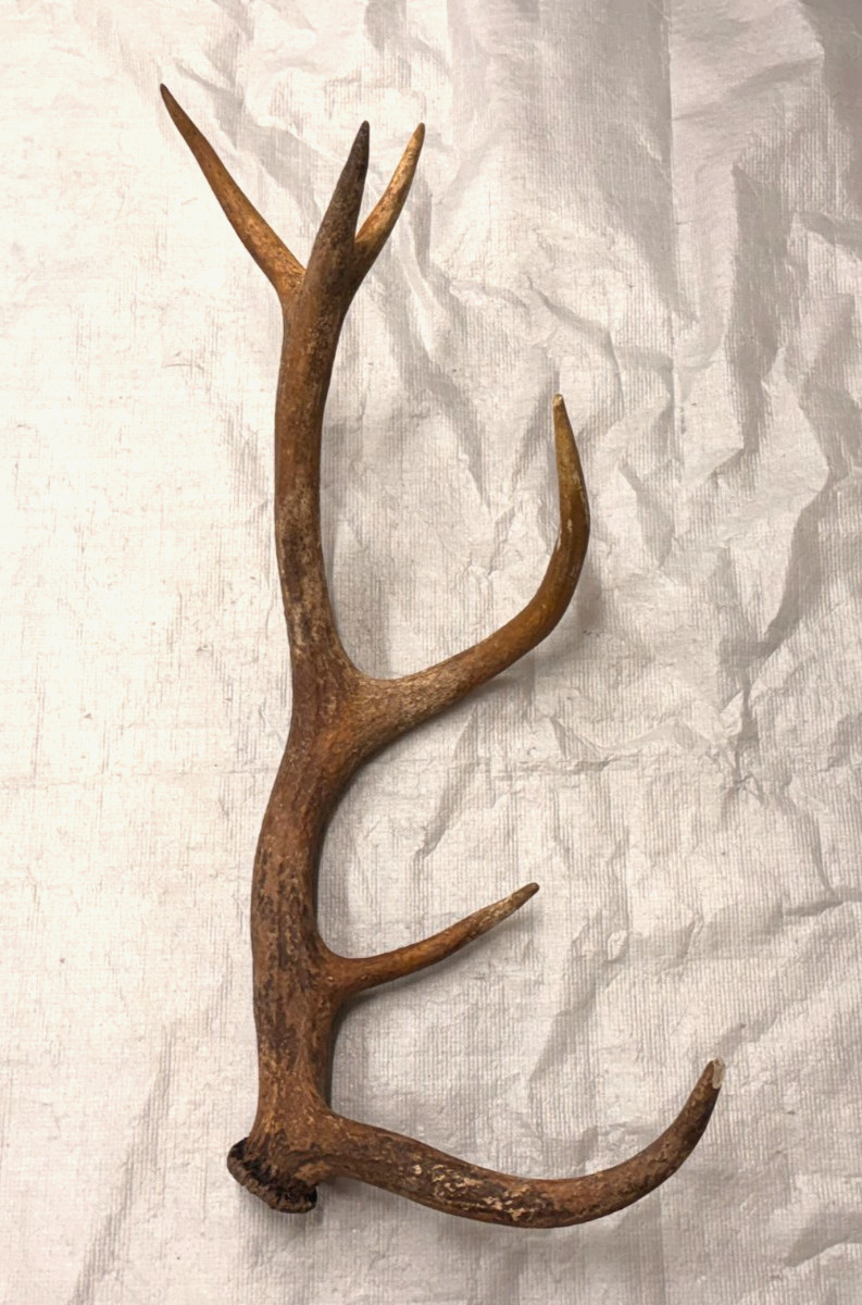 real stag antler shed crafts antlers decor rustic cabin wedding display prop