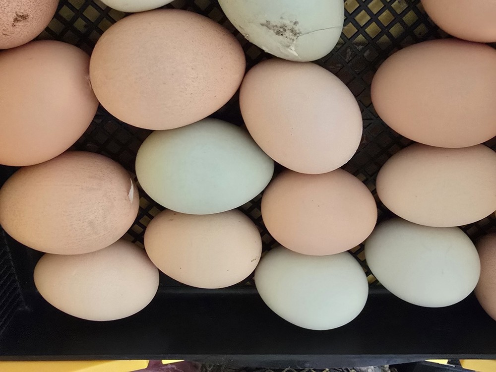 Chicken Hatching