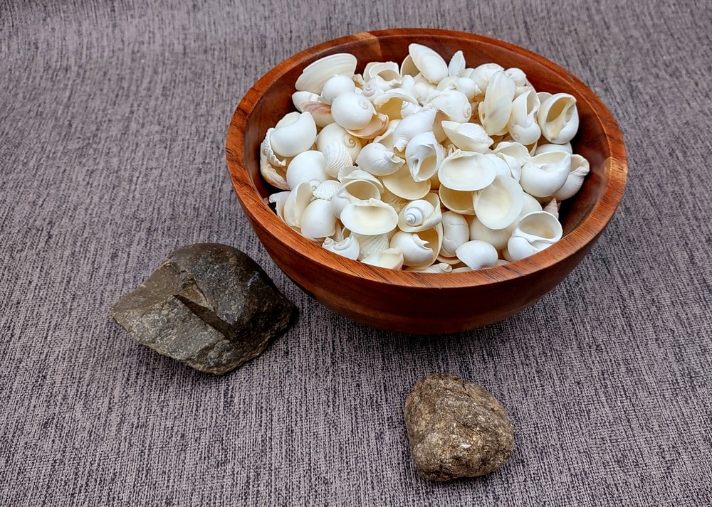 Small White Assorted Seashell Mix (approx. 1 kilogram shells 0.50+ inches)