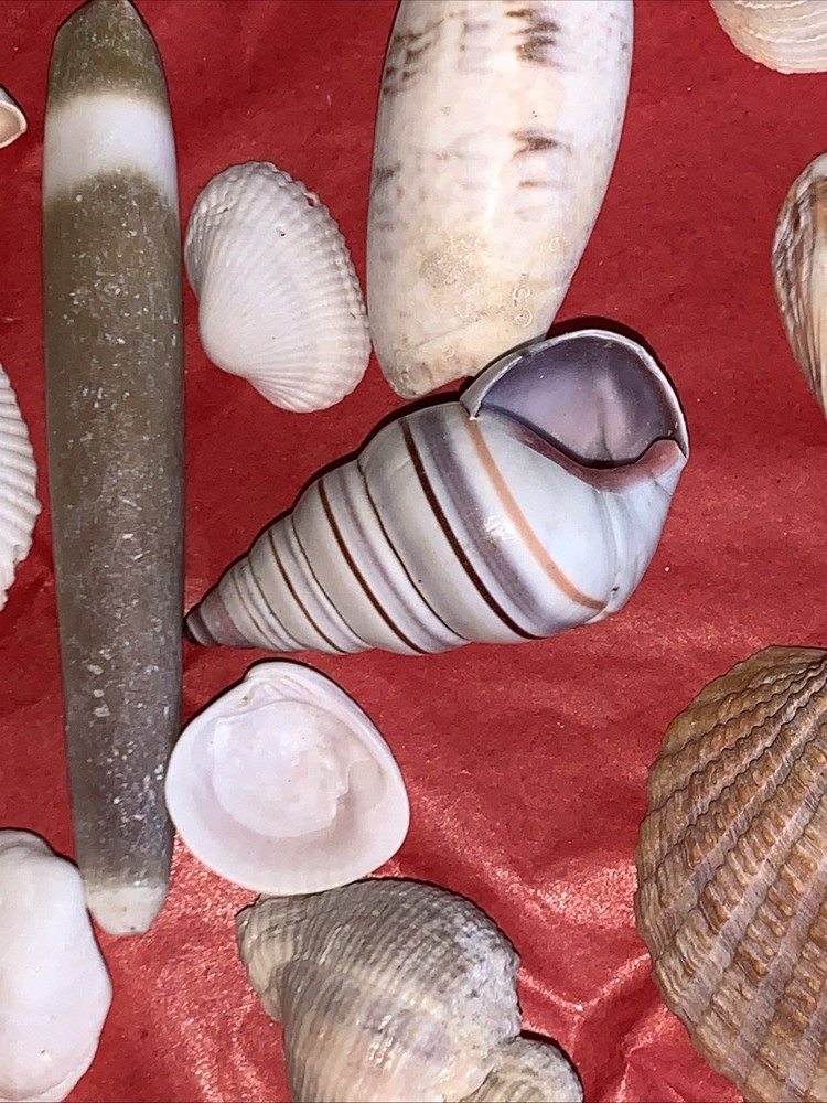 Seashell Lot Various Sizes and Shells Beautiful Selection Craft Beach 50+ Shells
