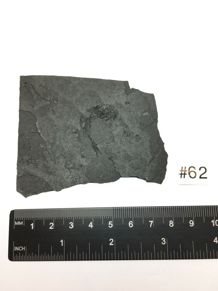 FOSSIL FISH CLUPEA