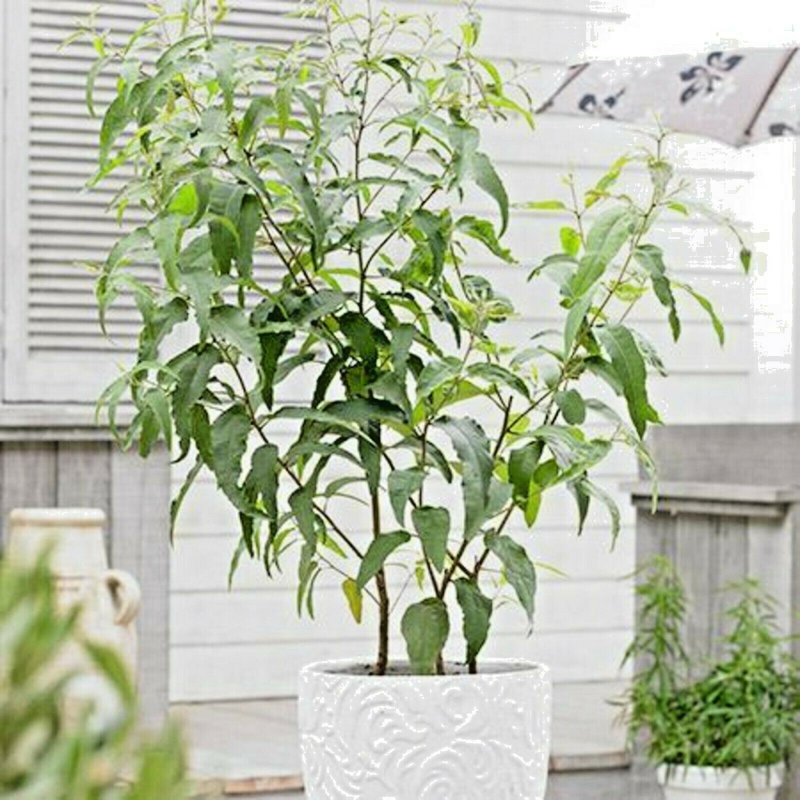 Eucalyptus LEMON EUCALYPTUS SEEDS (Lemon Scented Gum) rainbow Gum tree seed bulk