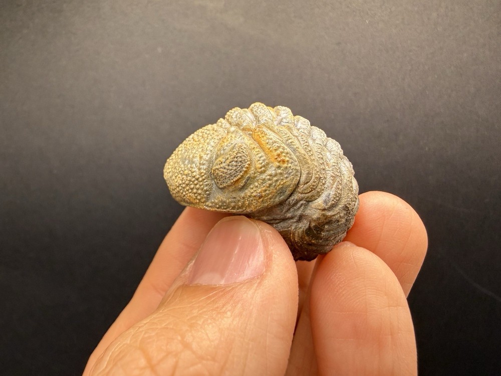 Enrolled Moroccops Trilobite