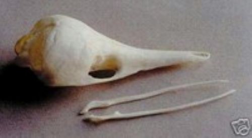 ECHIDNA  SKULL  REPLICA