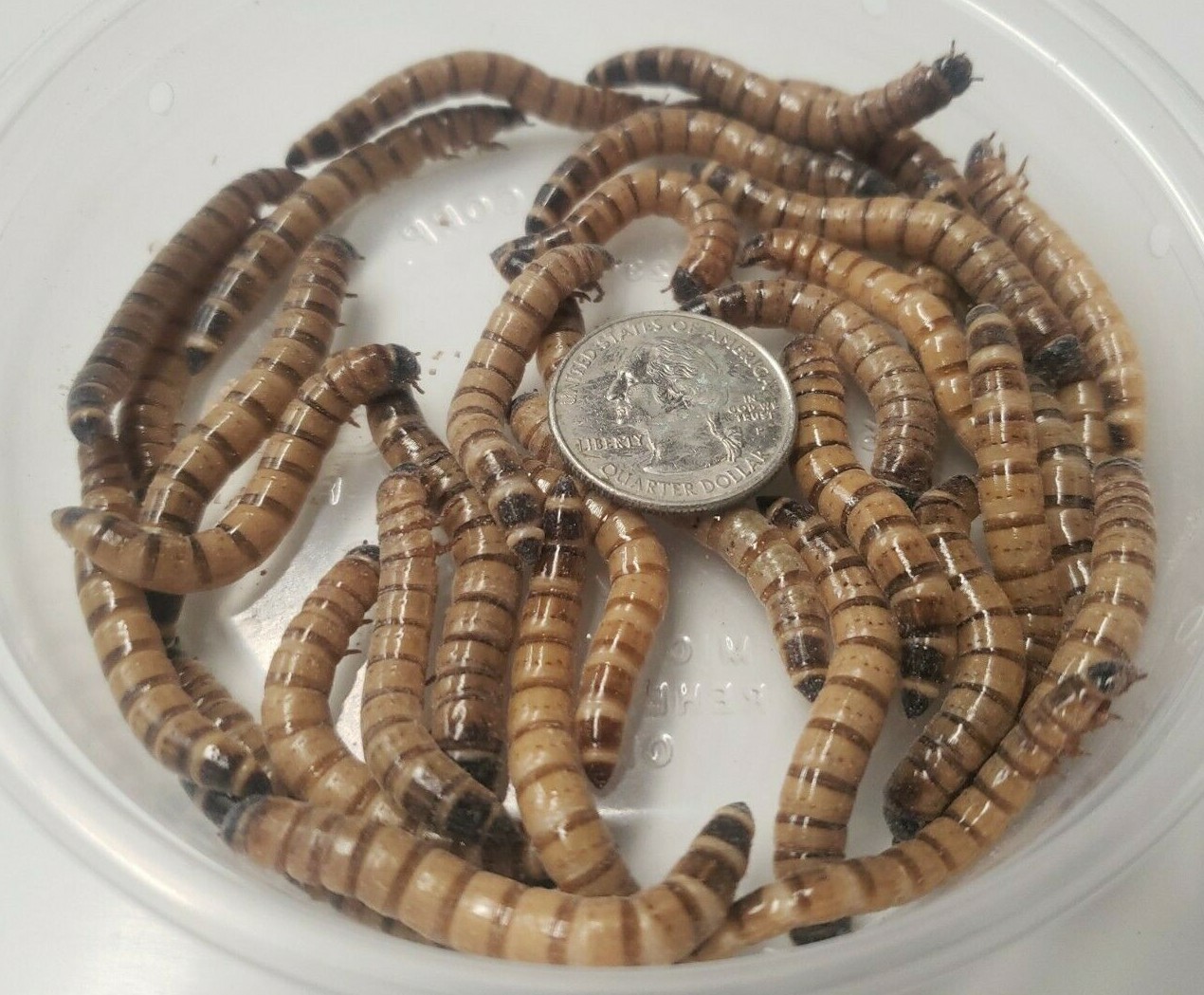 Live Superworms 25 - 3000 + Bonus Reptile Feeders Food Insects