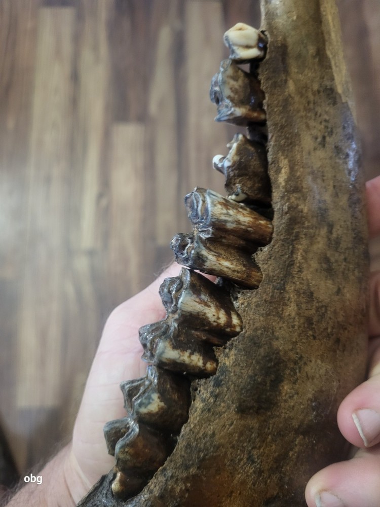 Historic Bison lower jaw bone buffalo