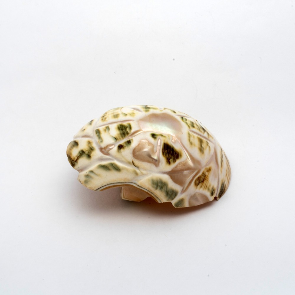 Two Antique Carved Shell Salts