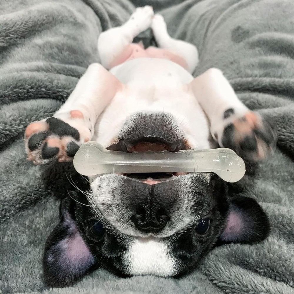 Regular 4.5" Nylabone Flavors: Chicken