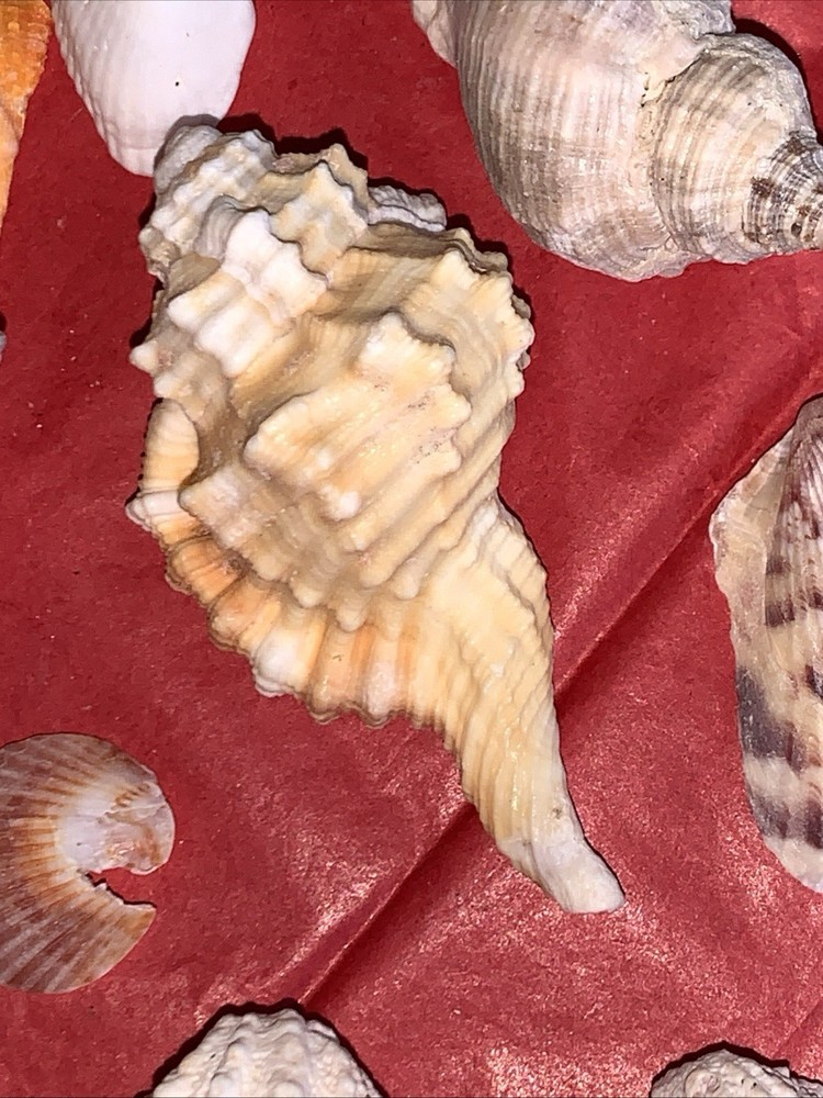 Seashell Lot Various Sizes and Shells Beautiful Selection Craft Beach 50+ Shells