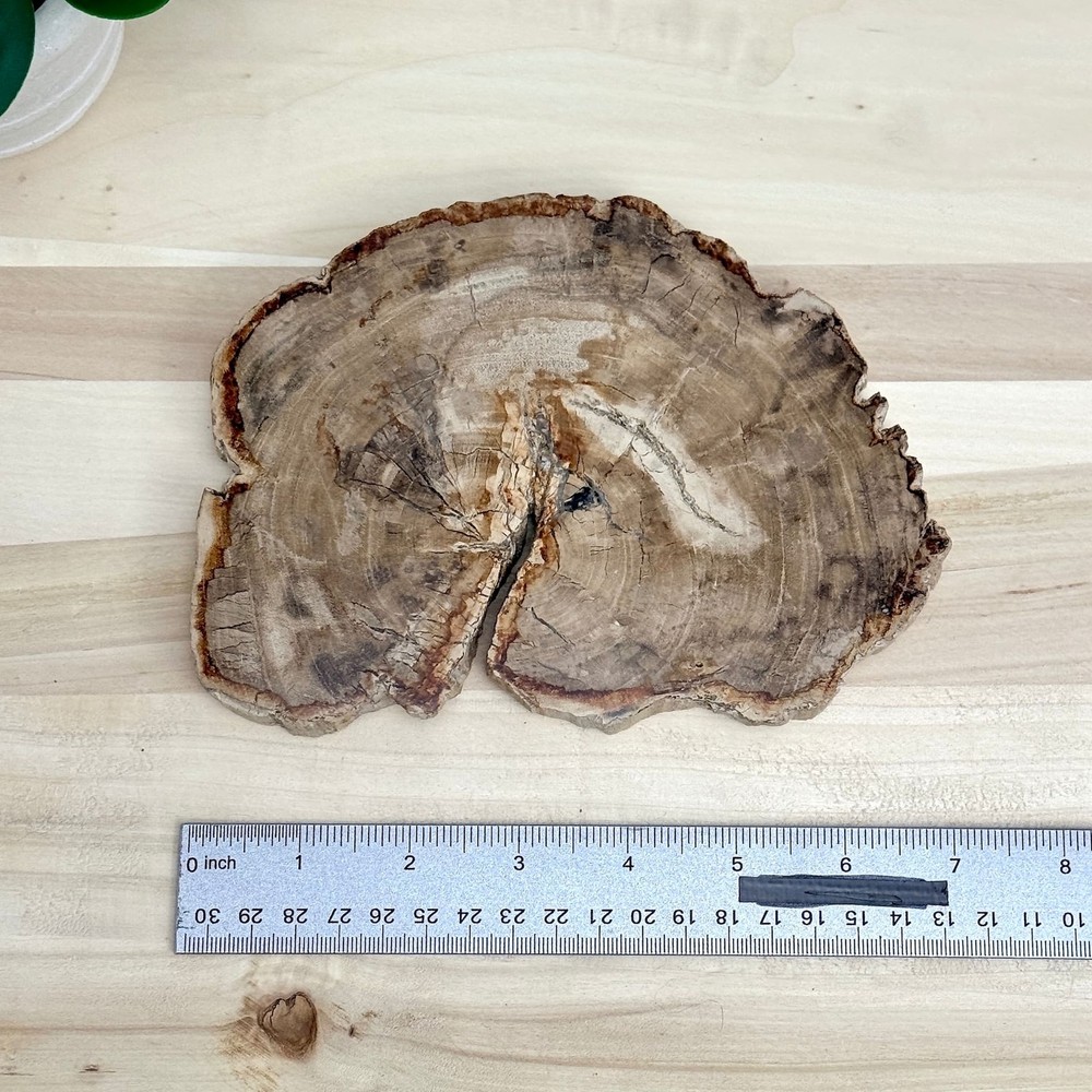 Petrified Wood Slab A