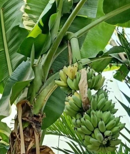 Banana Fresh