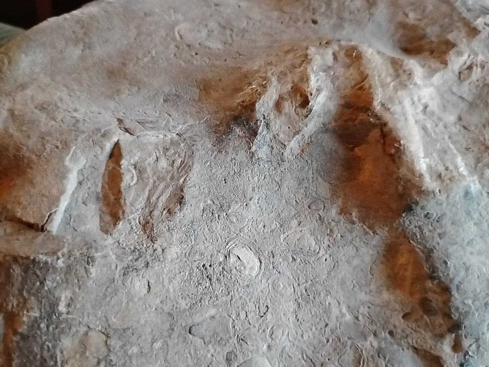 DEFINITELY A DINO BONE... DON'T KNOW WHICH ONE YET.. PLEASE HELP ME IDENTIFY IT.