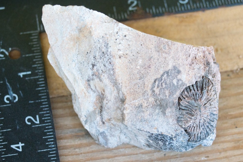 NE Oklahoma Fossil