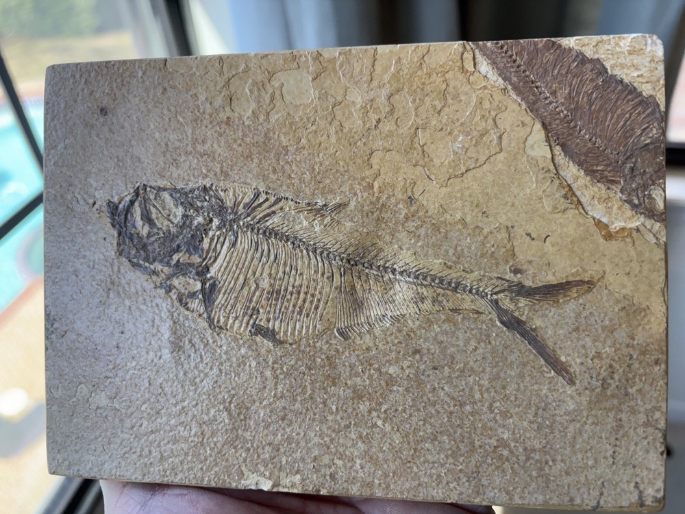 7” X 4.5” X 5/8” Herring Eocene Age