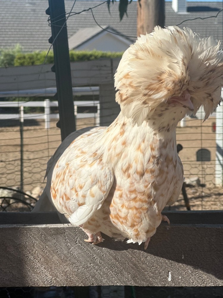 chicken hatching eggs for sale