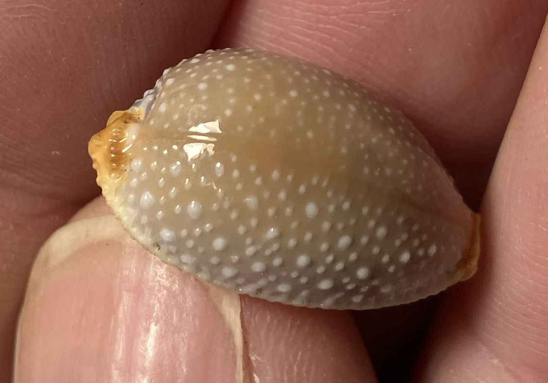 Cypraea collection. 8 shells and 6 species. Great Shape. worldwide collection