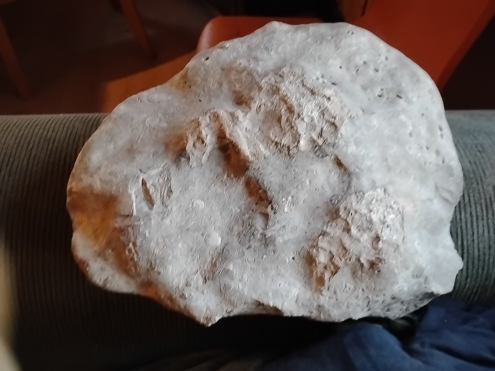 DEFINITELY A DINO BONE... DON'T KNOW WHICH ONE YET.. PLEASE HELP ME IDENTIFY IT.