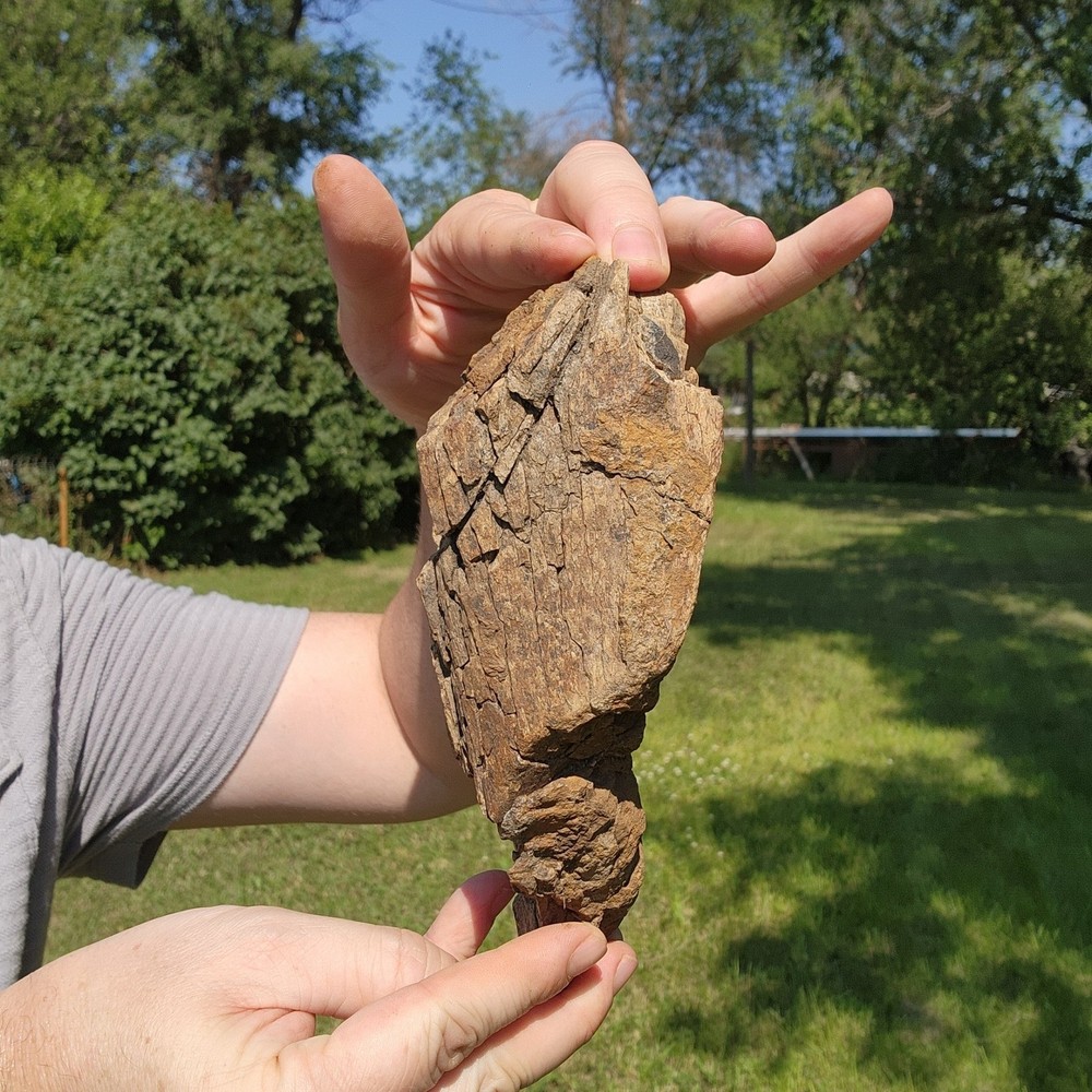 Dinosaur bone Section - Authentic Cretaceous Fossil - Hell Creek Formation