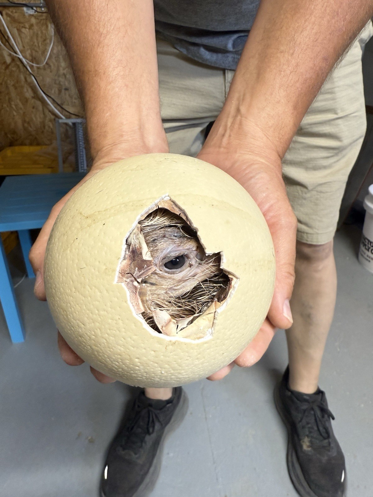 fertile ostrich eggs