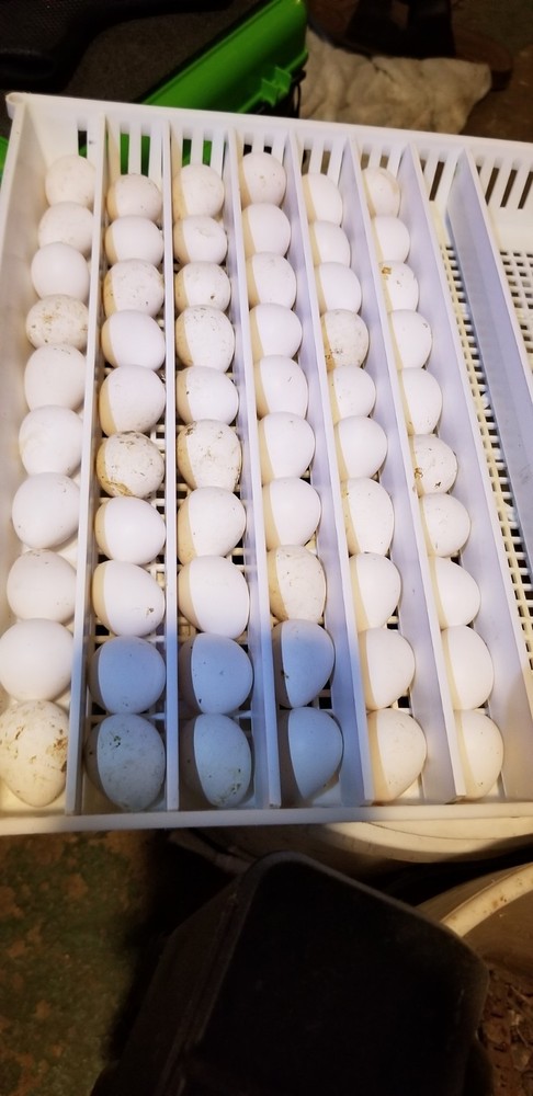 8 Hatching Eggs Ducks Welsh Harlequin Silver And Gold Ready Now