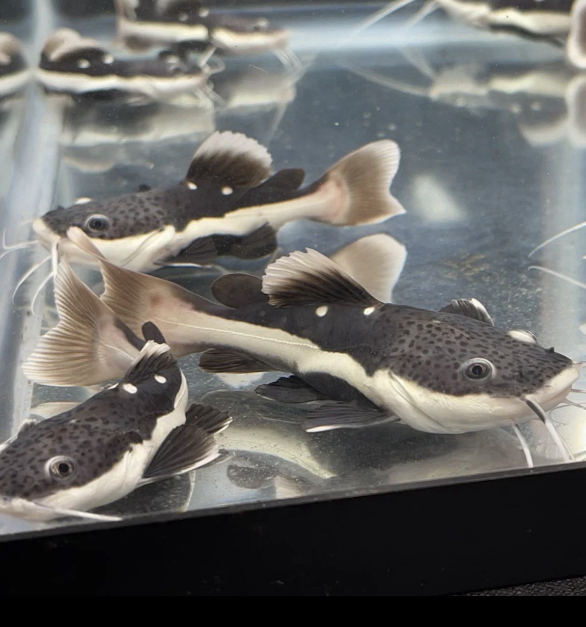 Red Tail Catfish 3 To 4 Inches