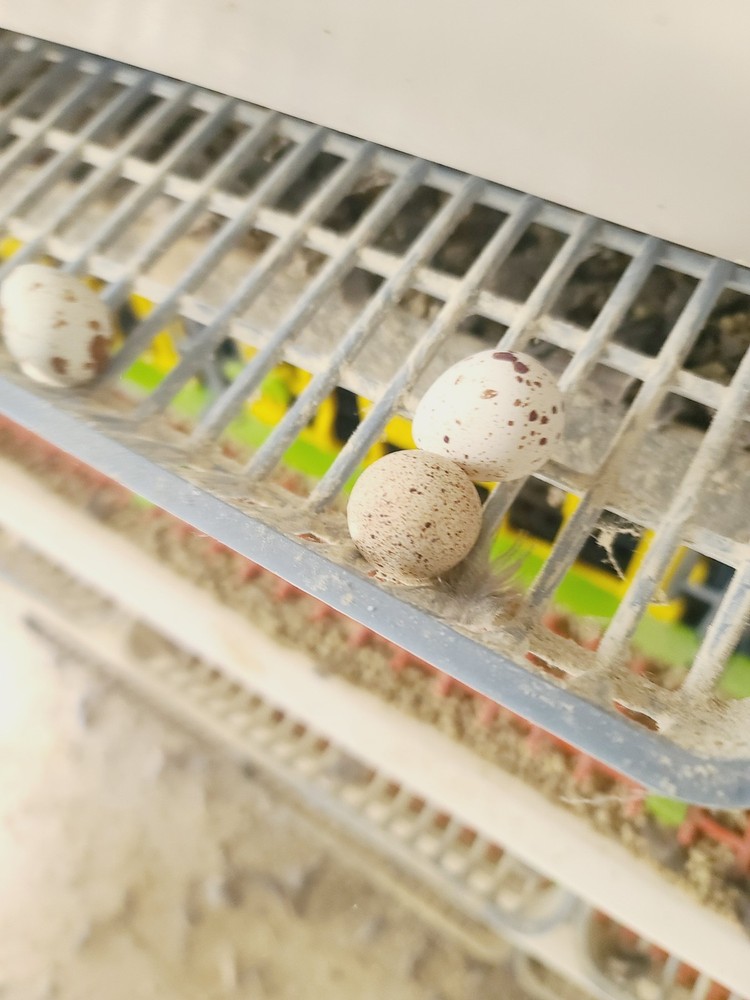 25 Gambel hatching eggs Ready Now