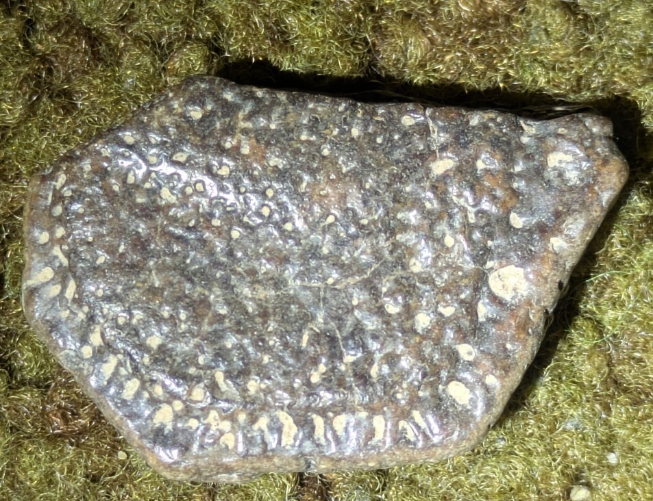 Pleistocene Armadillo Scute Armor Bone Fossil