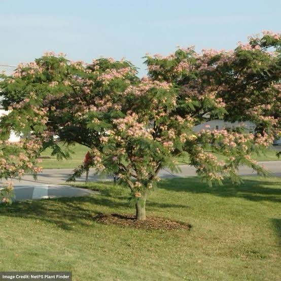 2 Mimosa Trees 1ft Tall Now Live Trees