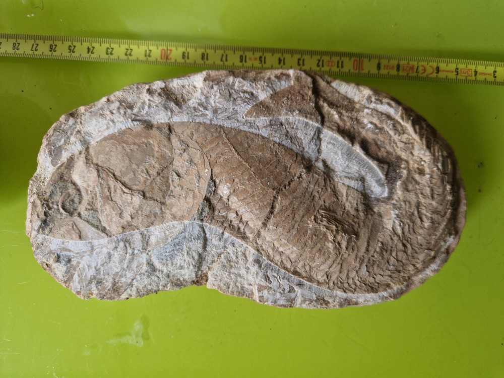 Vinctifer Comptoni Fish 40 CM - Brazil - Cretaceous
