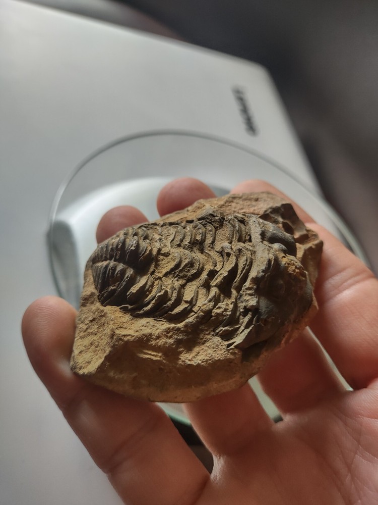 Natural trilobite fossil
