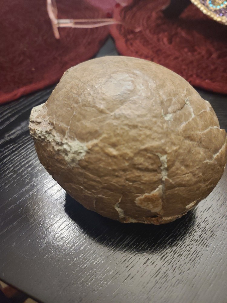 Authentic Hadrosaur Dinosaur Egg