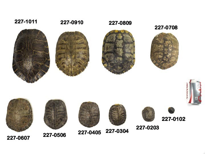 Red Ear Turtle Shell Multiple sizes (227GS-xxx) 10UBS