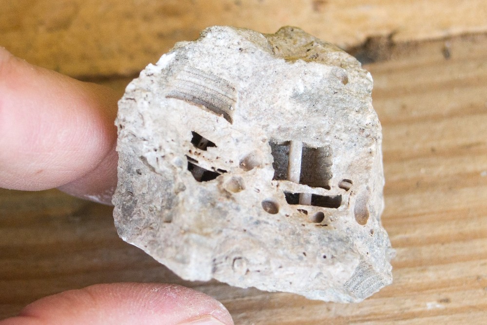 NE Oklahoma Fossil Crinoid