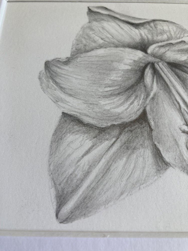 Original Artwork Botanical Flower Lily Graphite Pencil Drawing