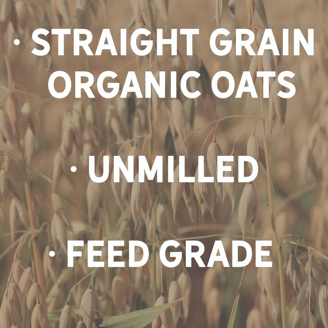 New Country Organics | Organic Oats 40lb | Feed Grade