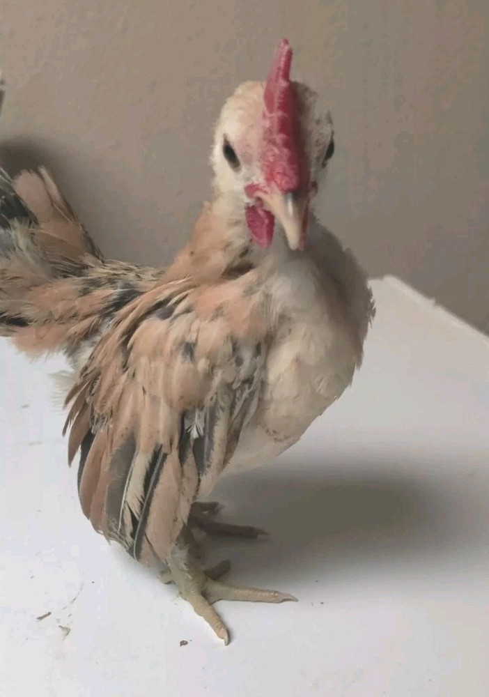 6+ Serama Hatching Eggs. Smooth and frizzle