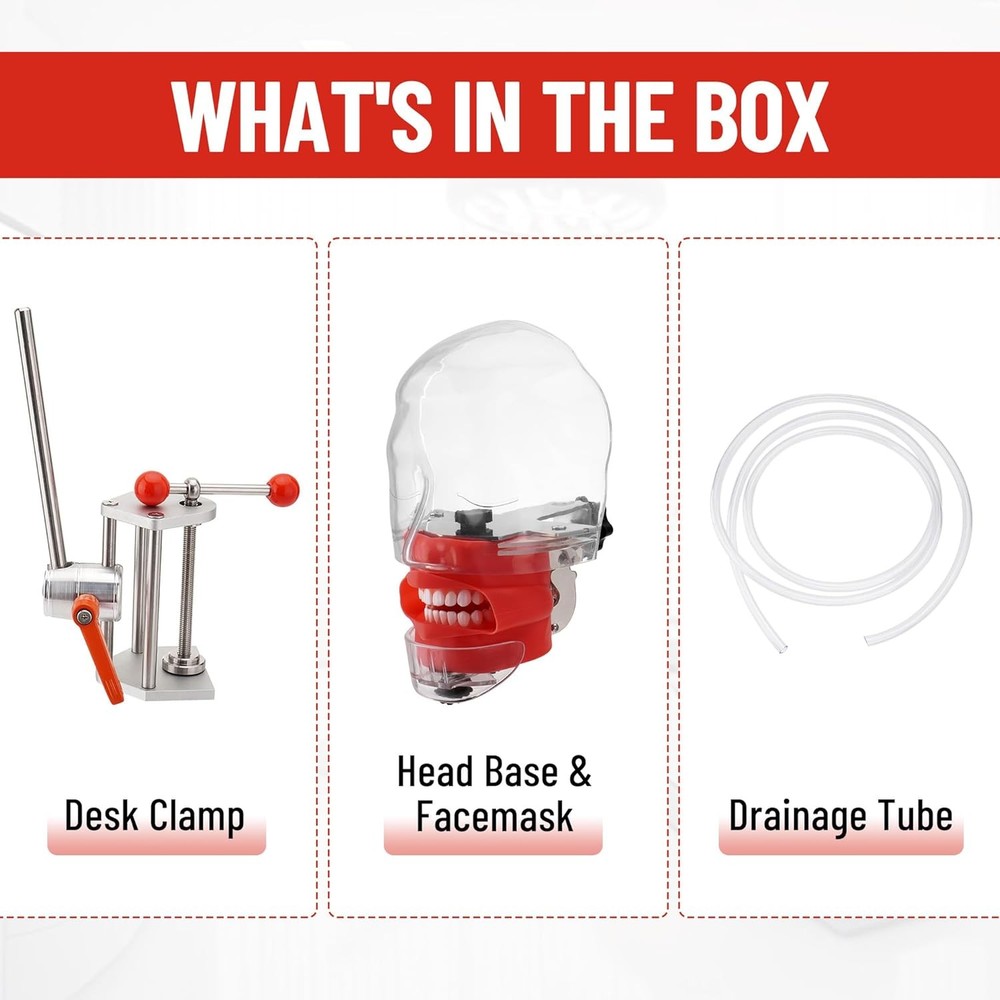 Dental Simulator Mannequin Head Mold Desk 32Pcs Teeth Model Teaching Practicing