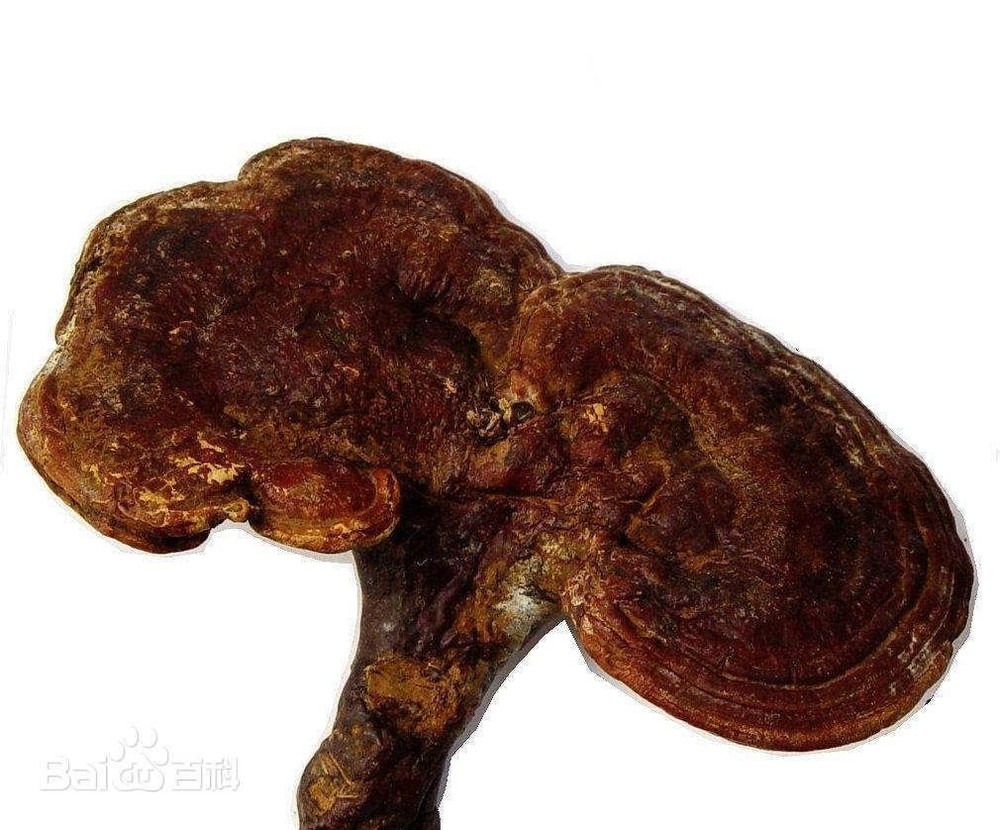 Ganoderma Lucidum 吉林省白山市靈芝