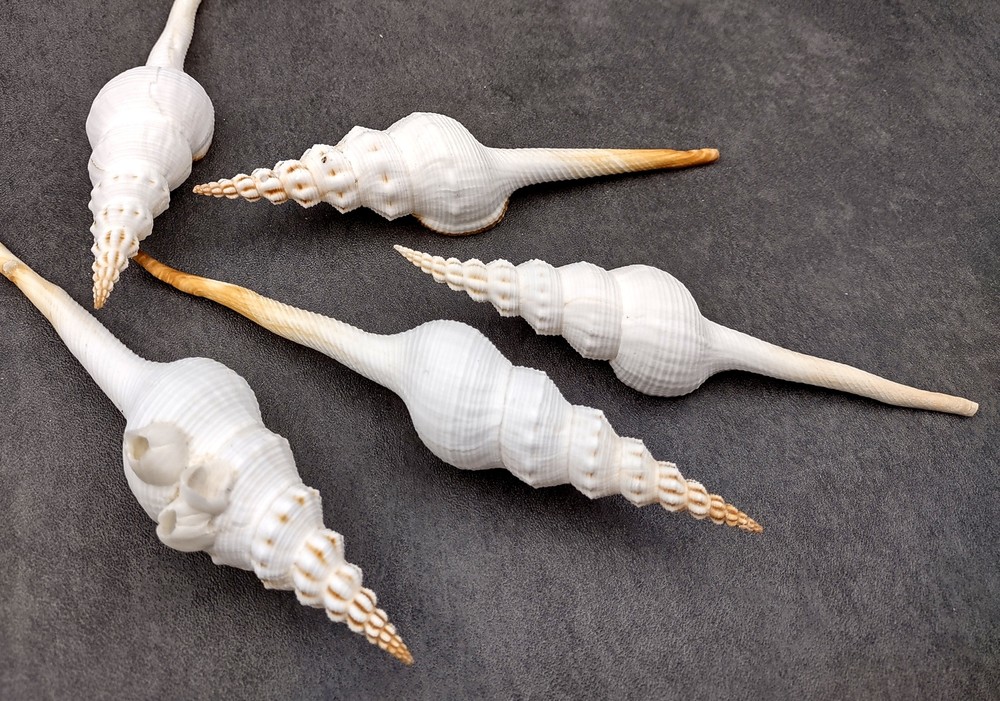 Du Petits Spindle Seashell White (1 shell approx. 5+ inches) Shell for crafts!