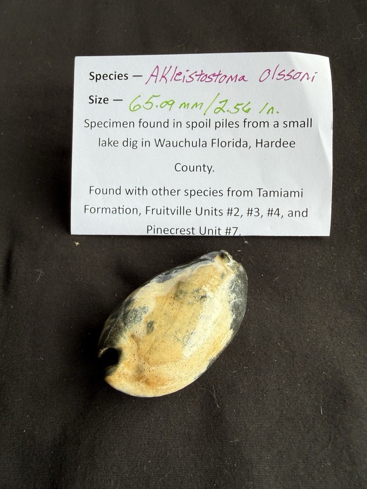 EXTINCT fossilized Cowrie shell from central Florida..Pliocene era.