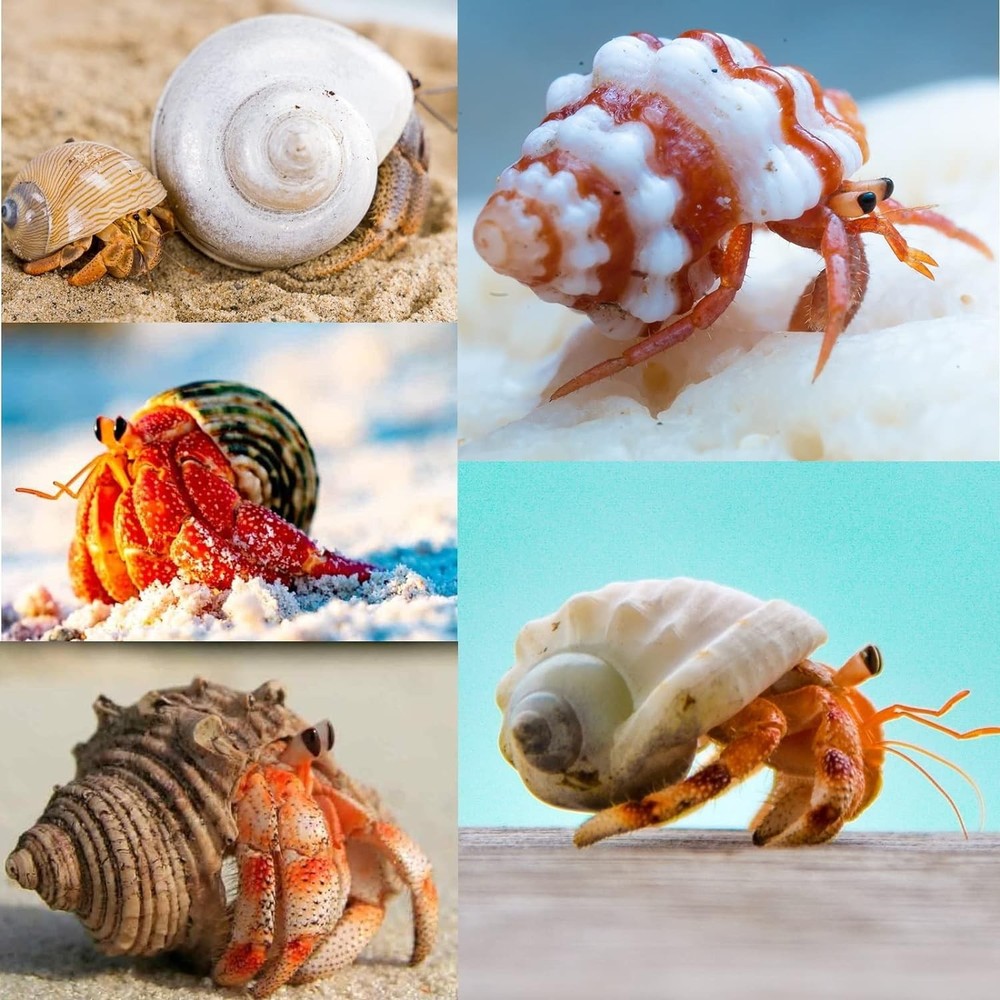 15PCS Hermit Crab Shells Medium and Large (6 Types) Natural