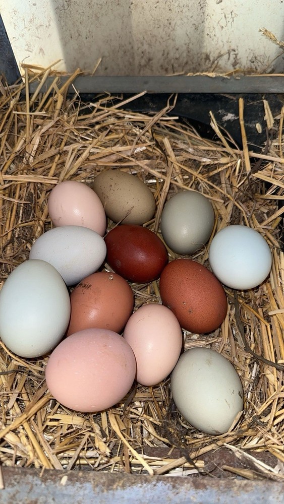 15 Rainbow Hatching Eggs from FREE RANGE CHICKENS