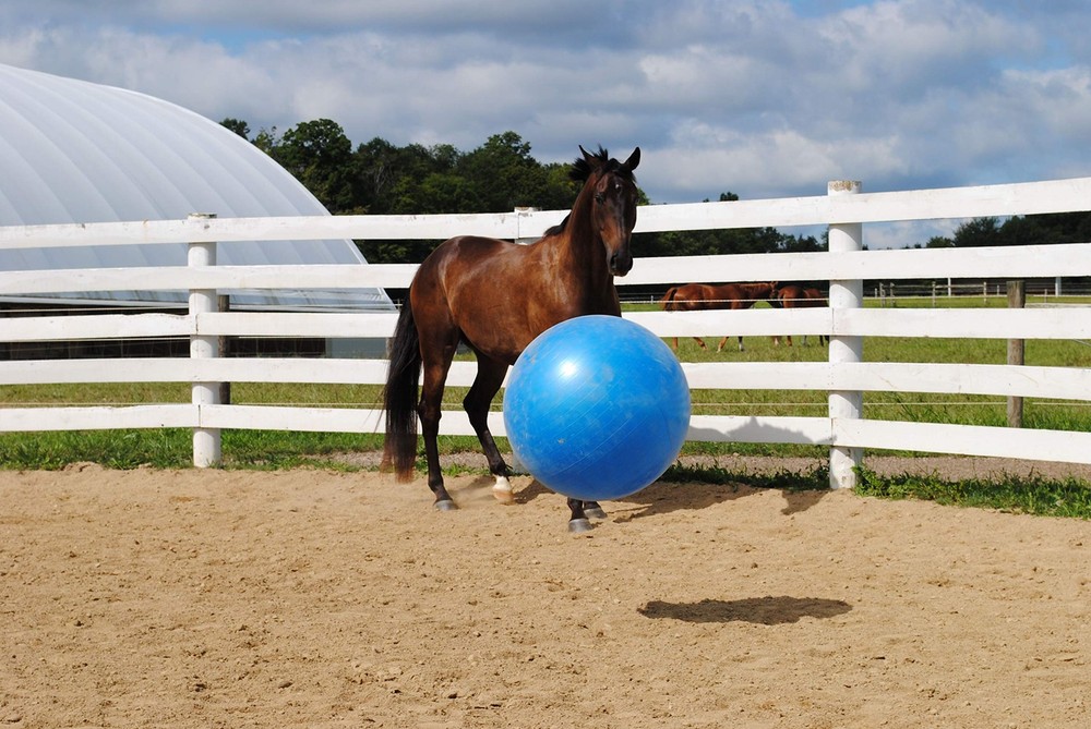 30-Inch Mega for Horses, Blue