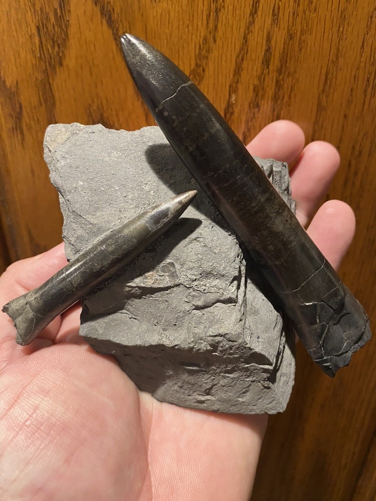 Ridiculously Aesthetic Belemnites In Matrix