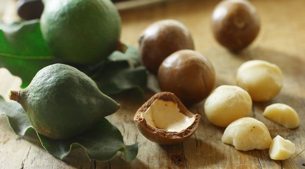 Fresh Raw shelled unsalted Macadamia Nuts 12 oz