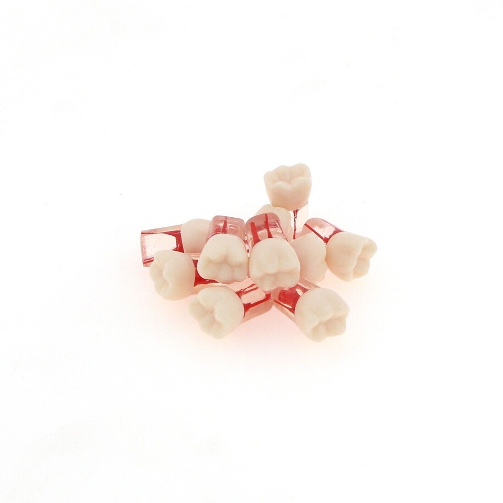 Dental Endo Root Canal Teeth Model Study Practice Typodont Model #36#45#46