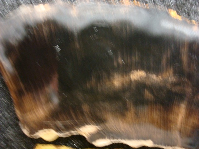 petrified beach wood slabs