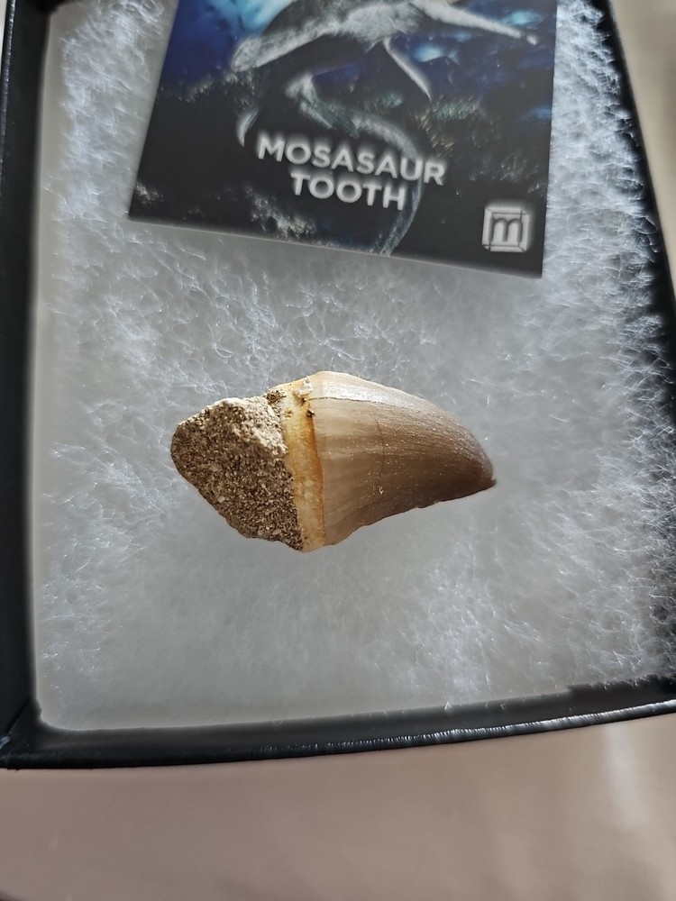 Medium Size Mosasaurus Tooth